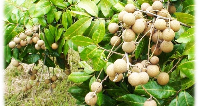 longan